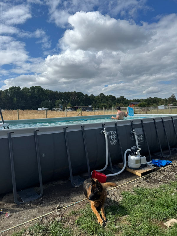 Piscina estructural grande INTEX armada en un terreno con pasto, con un perro en primer plano