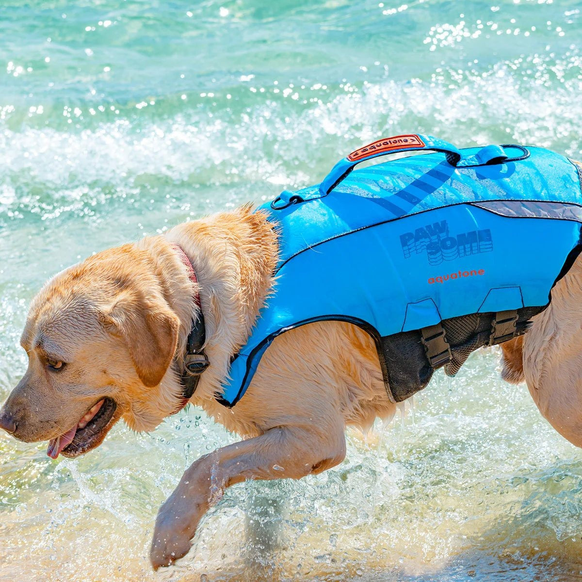 Perro nadando en el mar con el chaleco salvavidas Aquatone Pawsome